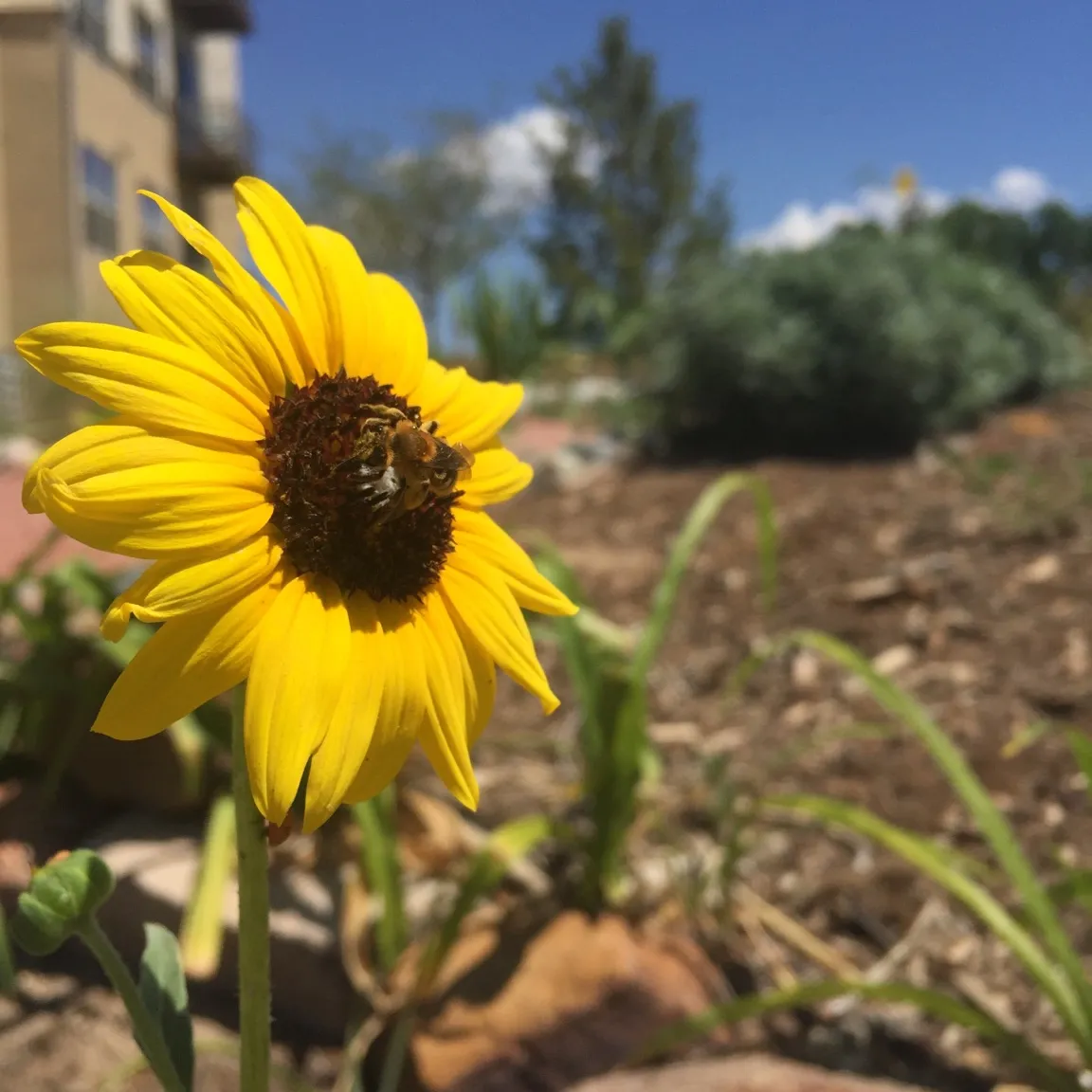 bee on sunflower