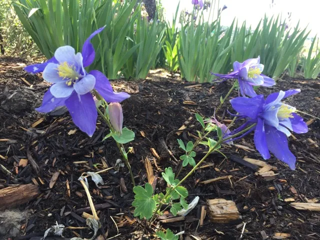 Picture of flowers.