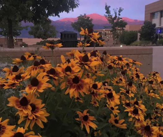 flowers in front of pikes peak at dawn