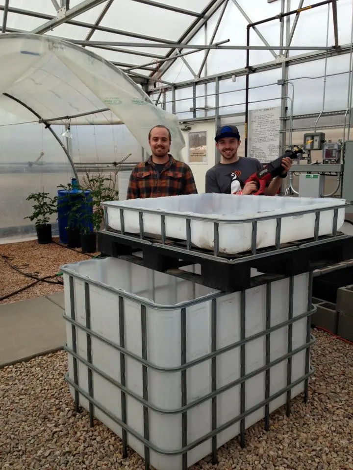 Aquaponics In Greenhouse