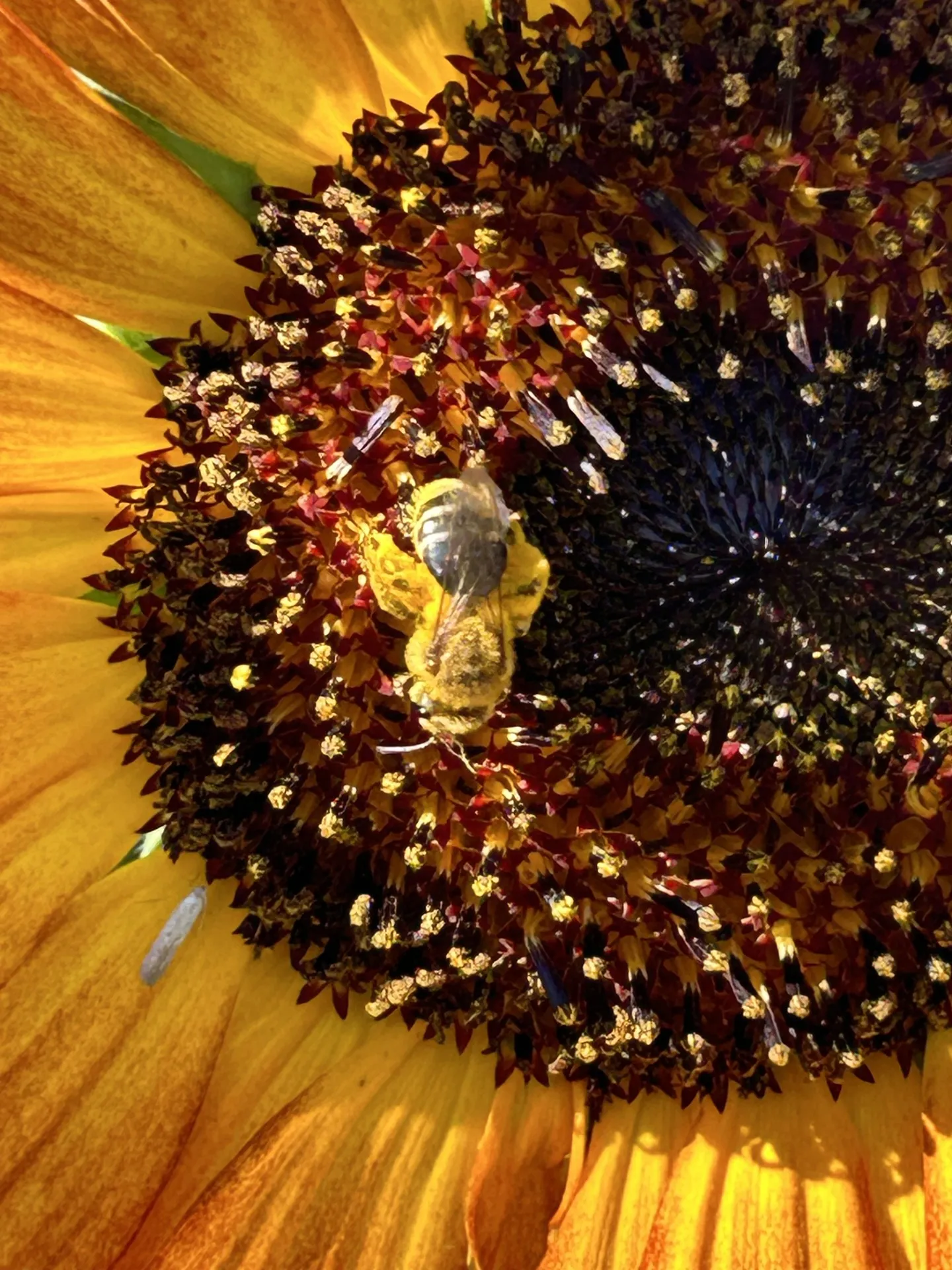bee on sunflower