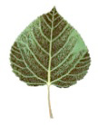 3rd Leaf
