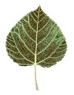 4th Leaf